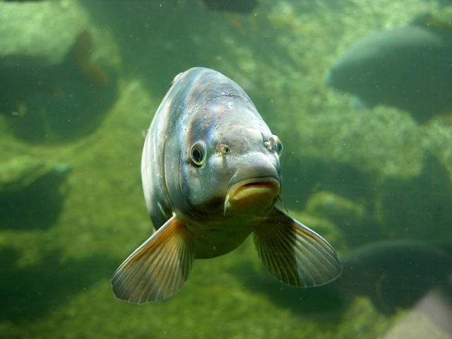 Прудовые Рыбы Фото